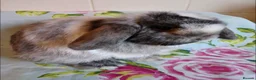 Mini Lop rabbits for sale: Rehome little boy - Advert 1