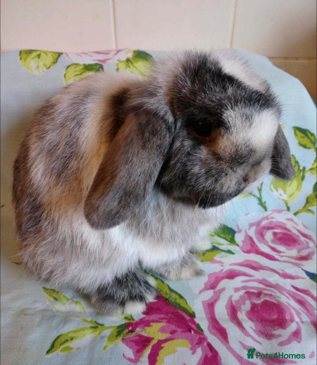 Mini Lop rabbits for sale: Rehome little boy - Advert 1