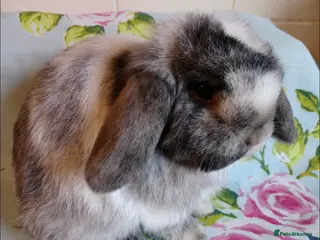 Mini Lop rabbits Rehome little boy - Advert 1