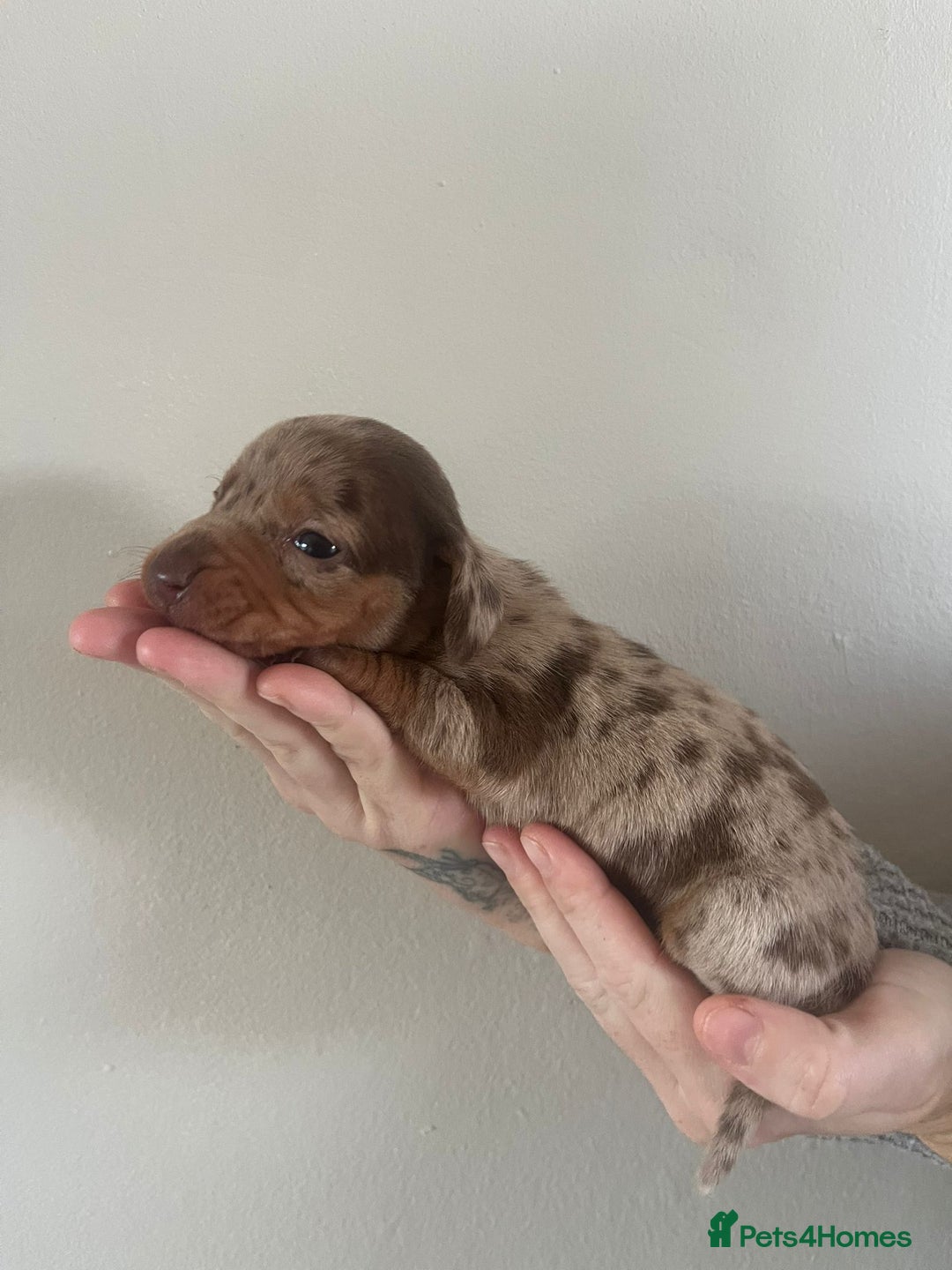 Miniature Dachshund dogs for sale: Stunning litter of mini dachshunds  - Advert 4