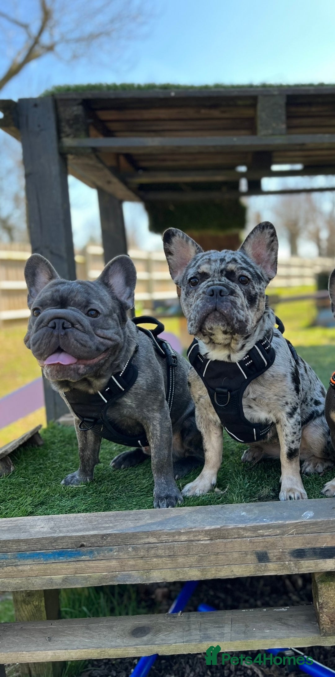 French Bulldog dogs for sale: French bulldog puppies for sale! - Advert 37