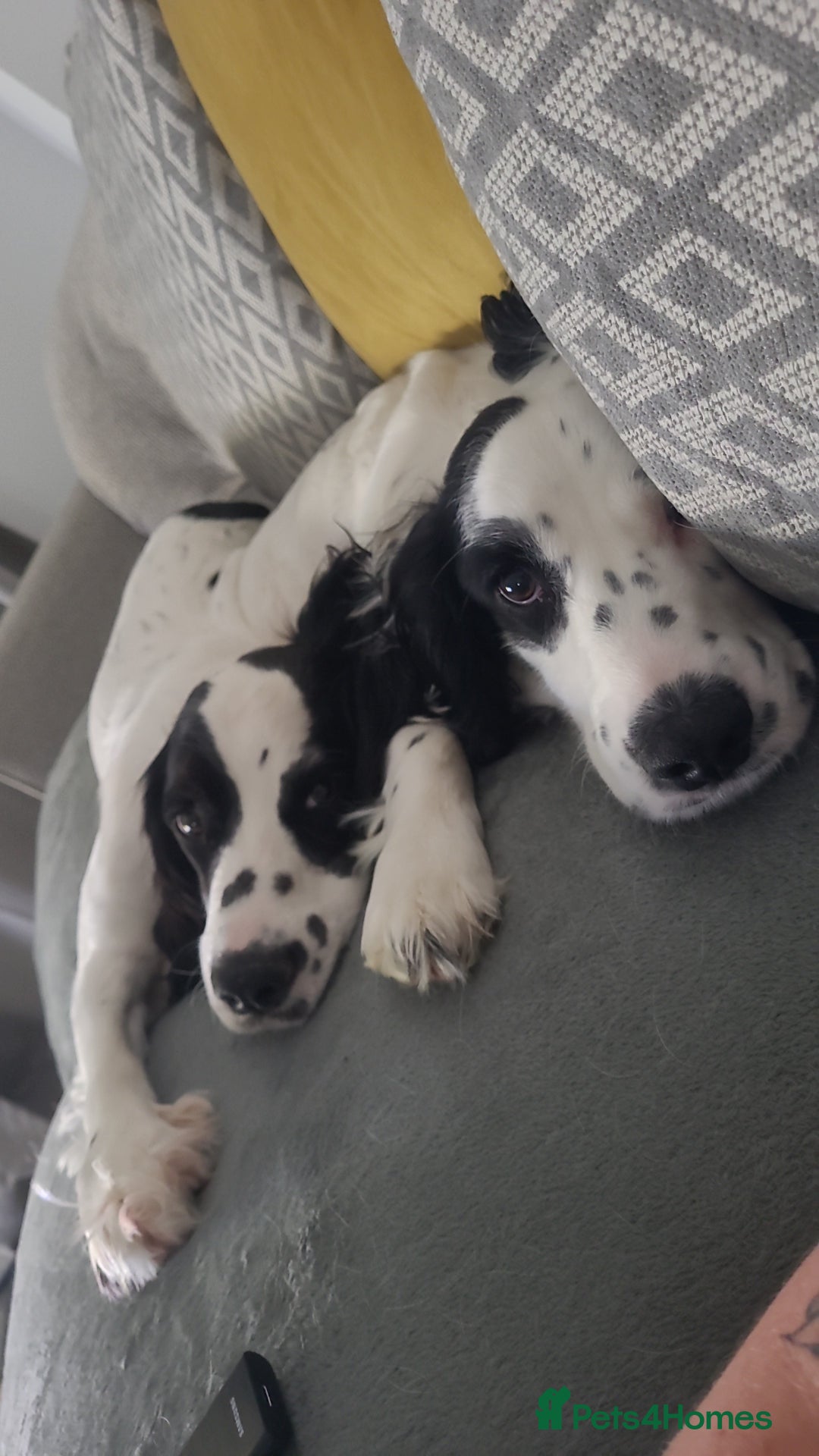 Cocker Spaniel dogs for sale: Max & Elsie -  **  - Advert 1