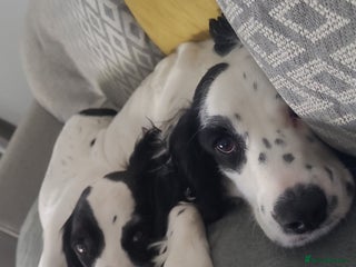 Cocker Spaniel dogs Max & Elsie - Free to a good home - Advert 2