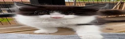Maine Coon cats for sale: Stunning Maine Coon Kittens  - Advert 13