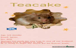 Hamster rodents for sale: Hamsters  - Image 3