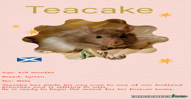 Hamster rodents - Advert 13