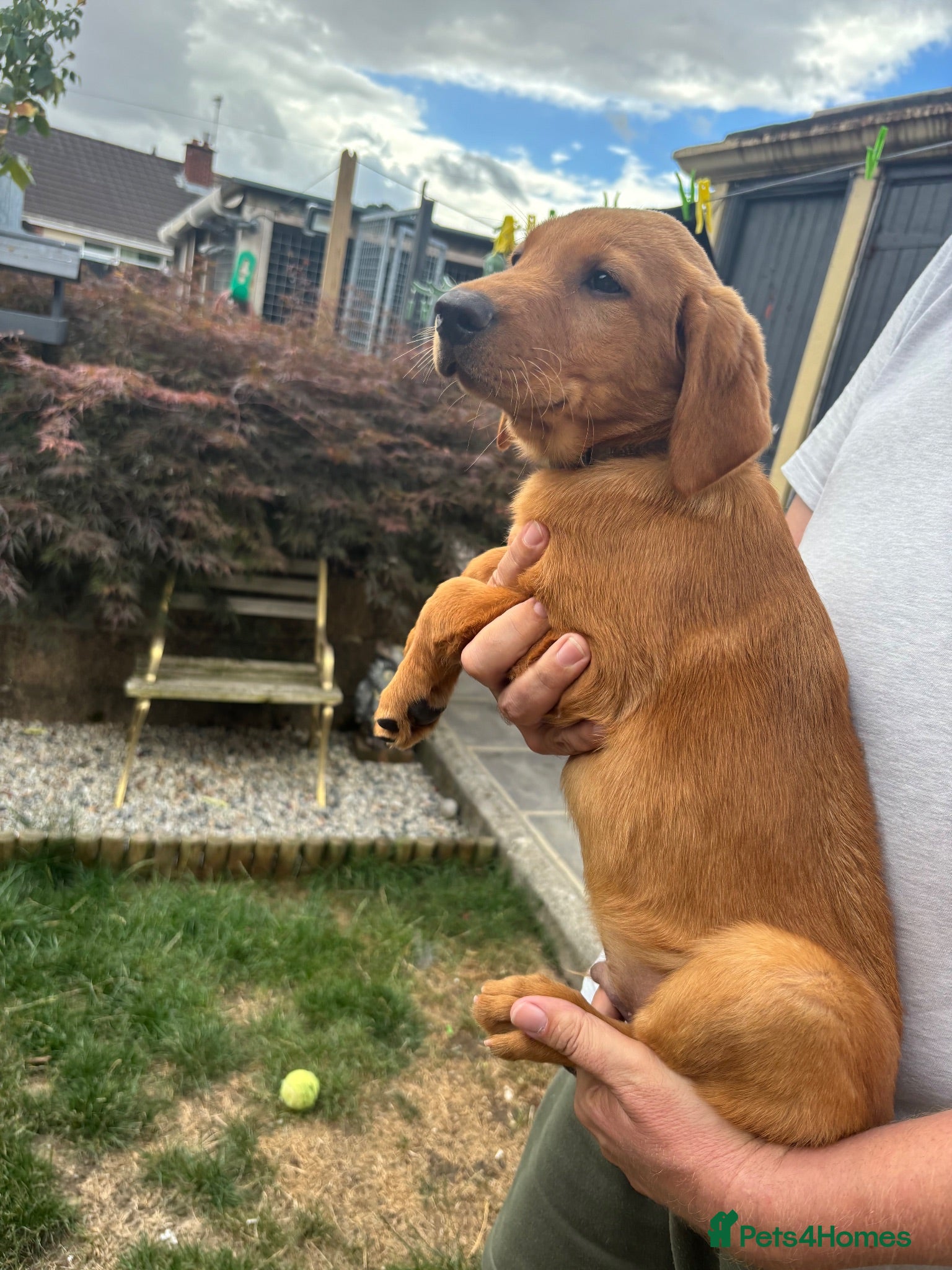 Labrador Retriever dogs KC registered Fox red puppies - Advert 3