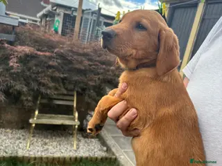 Labrador Retriever dogs KC registered Fox red puppies - Advert 3