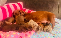 Miniature Dachshund dogs for sale: Stunning minature dachshund puppies - Image 27