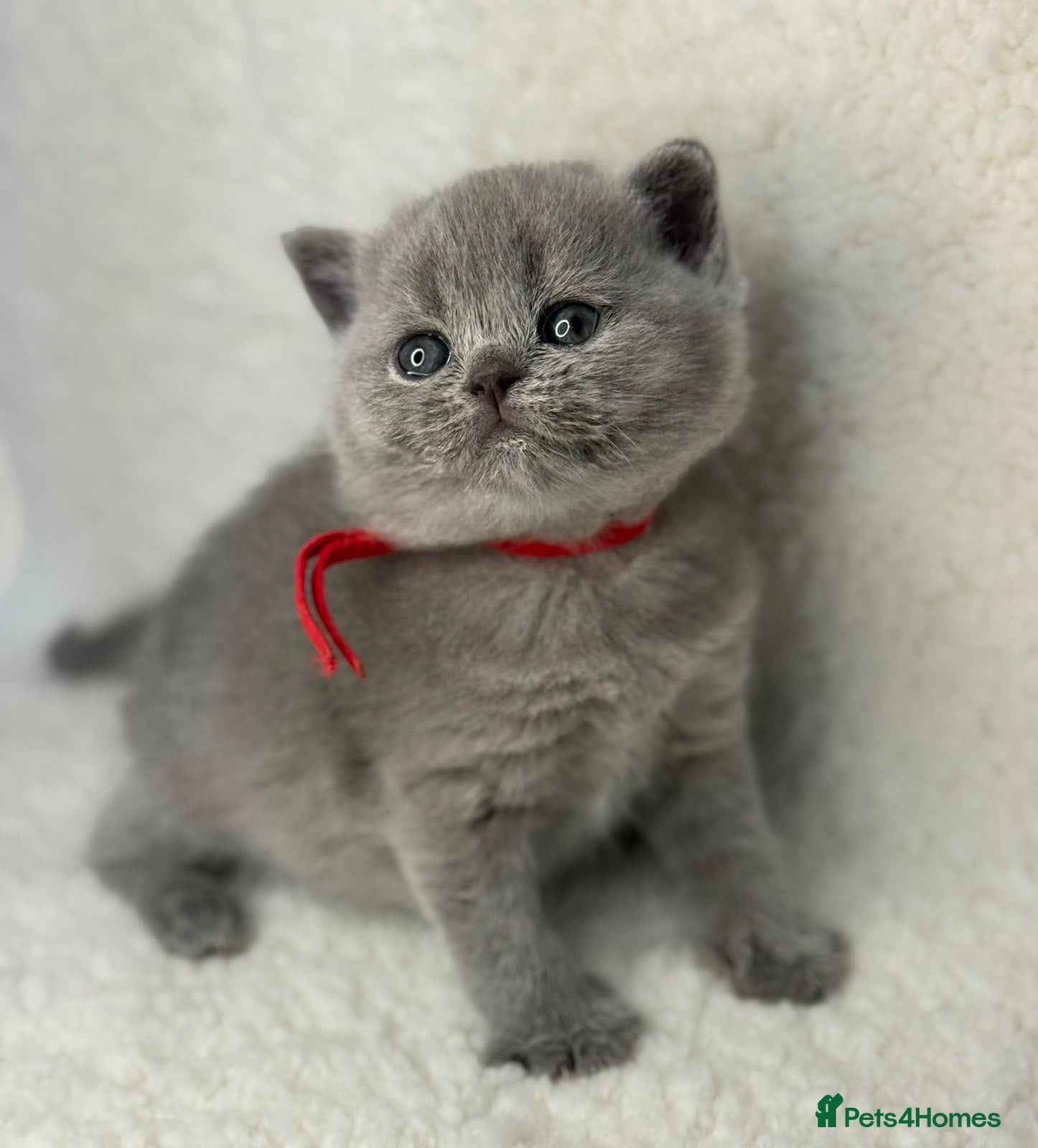 British Shorthair cats GCCF Registered British Shorthairs - Advert 2