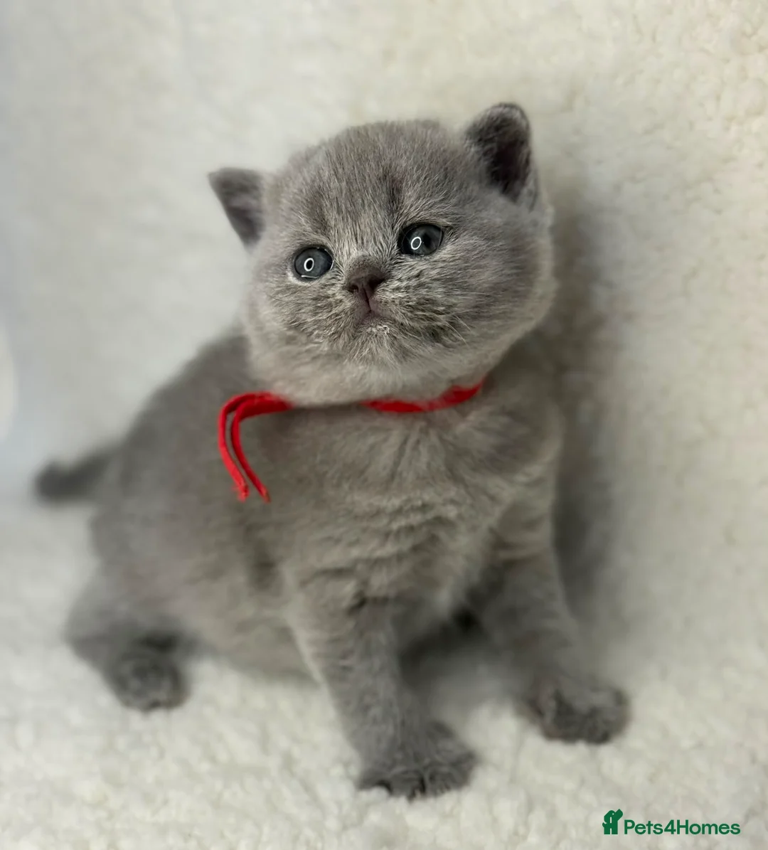 British Shorthair cats for sale: GCCF Registered British Shorthairs - Advert 2