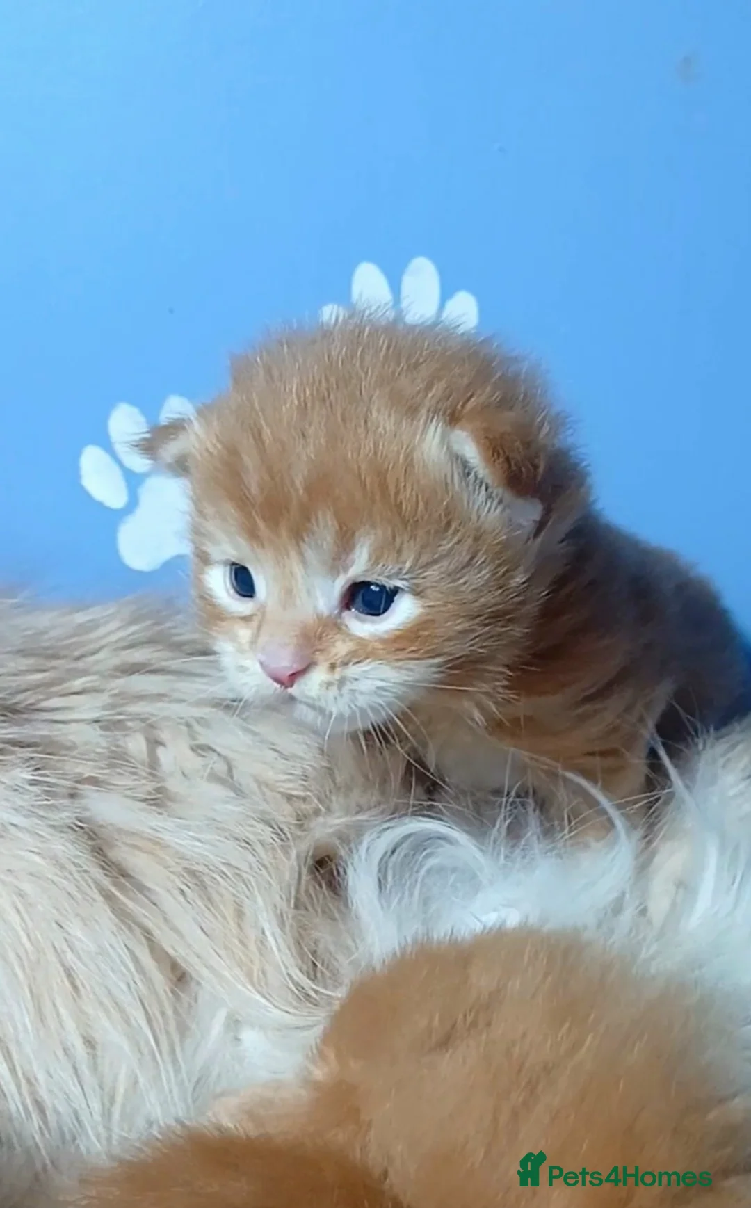 Maine Coon cats for sale: Sweet and Beautiful Pure Breed Maine Coon Kittens - Advert 1