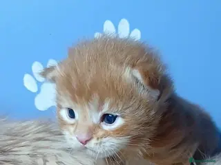 Maine Coon cats Sweet and Beautiful Pure Breed Maine Coon Kittens - Advert 1