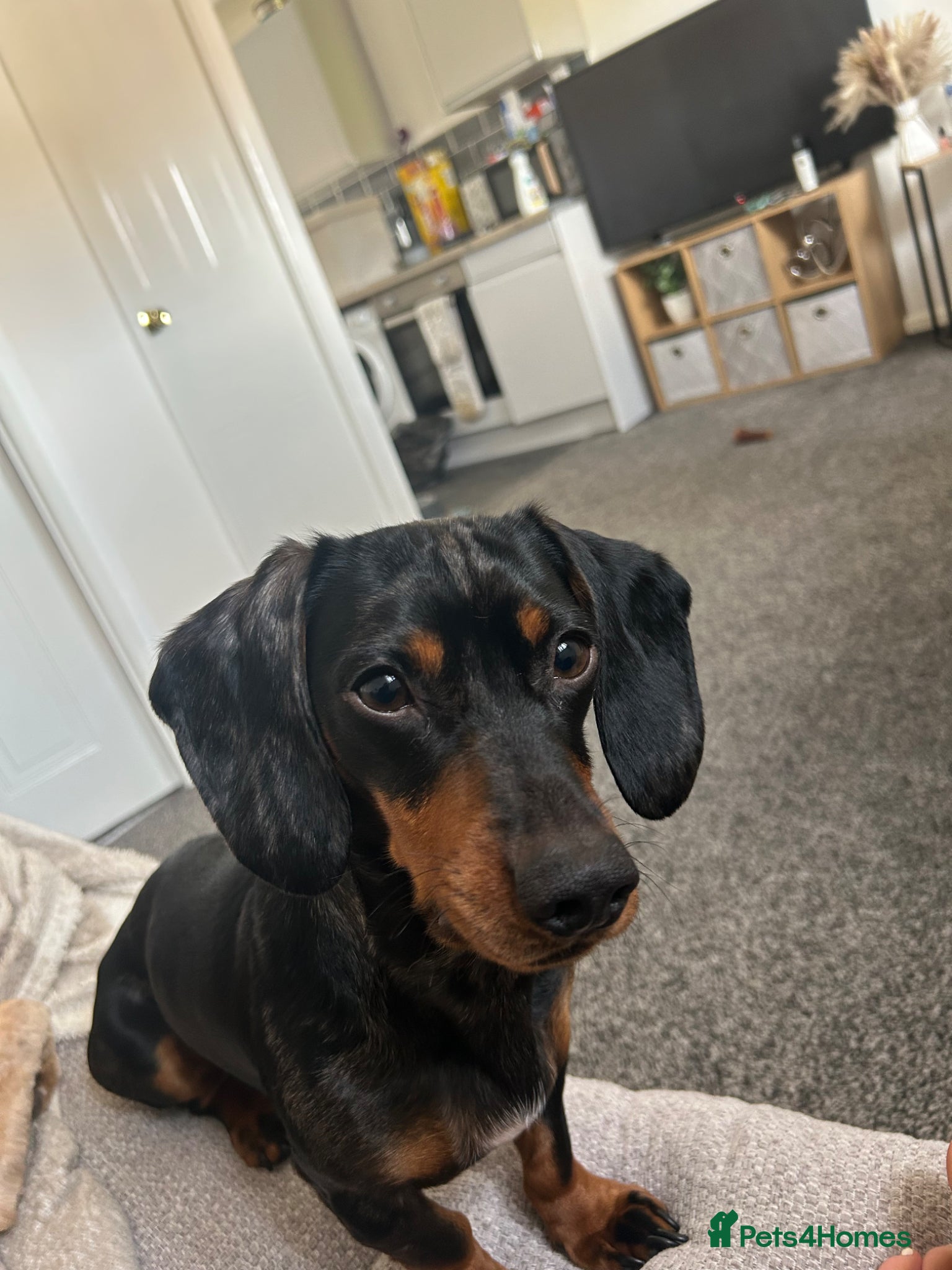 Miniature Dachshund dogs male miniature dachshund  - Advert 1