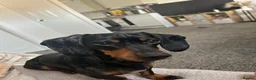Miniature Dachshund dogs for sale: male miniature dachshund  in Barnsley - Advert 1