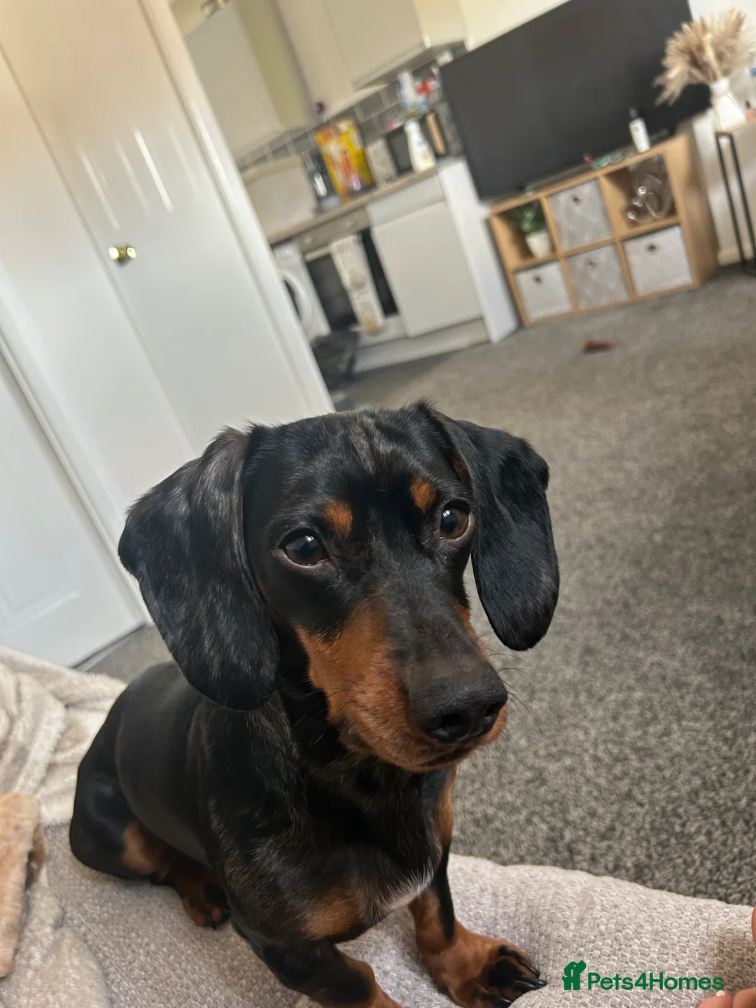 Miniature Dachshund dogs for sale: male miniature dachshund  in Barnsley - Advert 1