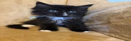 Ragcoon cats for sale: Beautiful Ragcoons - Advert 6