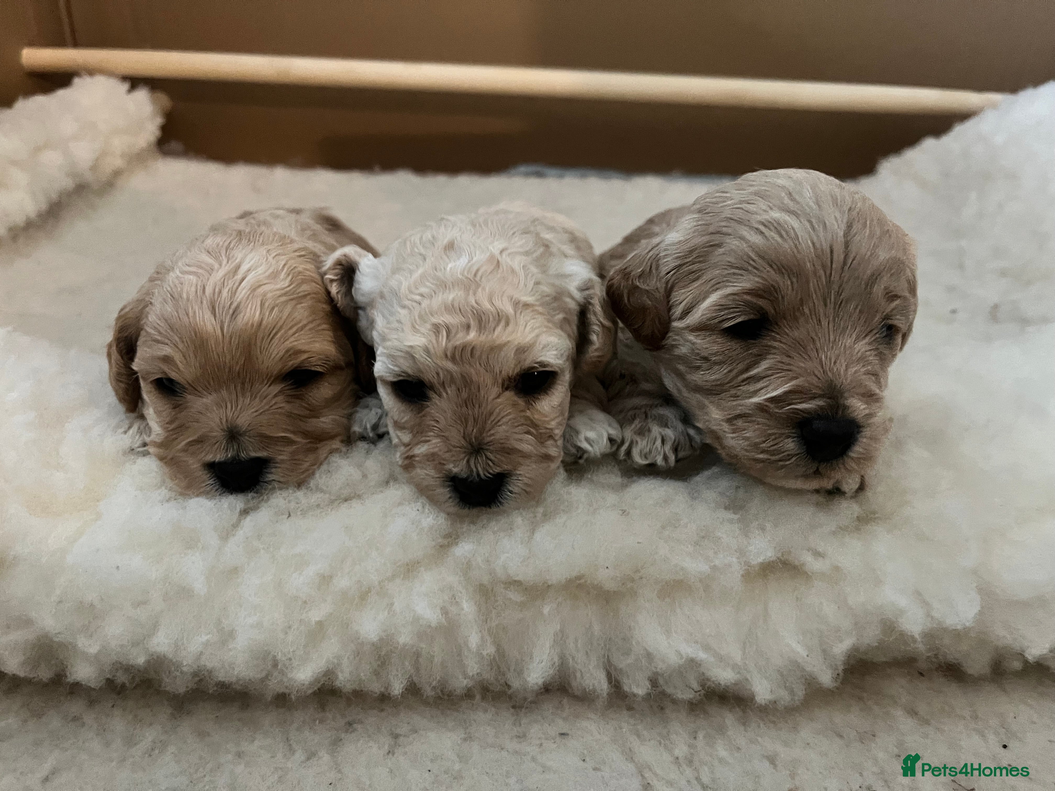 F1b Cavapoo Puppies for sale in Manningtree | Pets4Homes