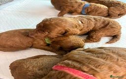 Cavapoo dogs for sale: F1b Cavapoo  - Image 7