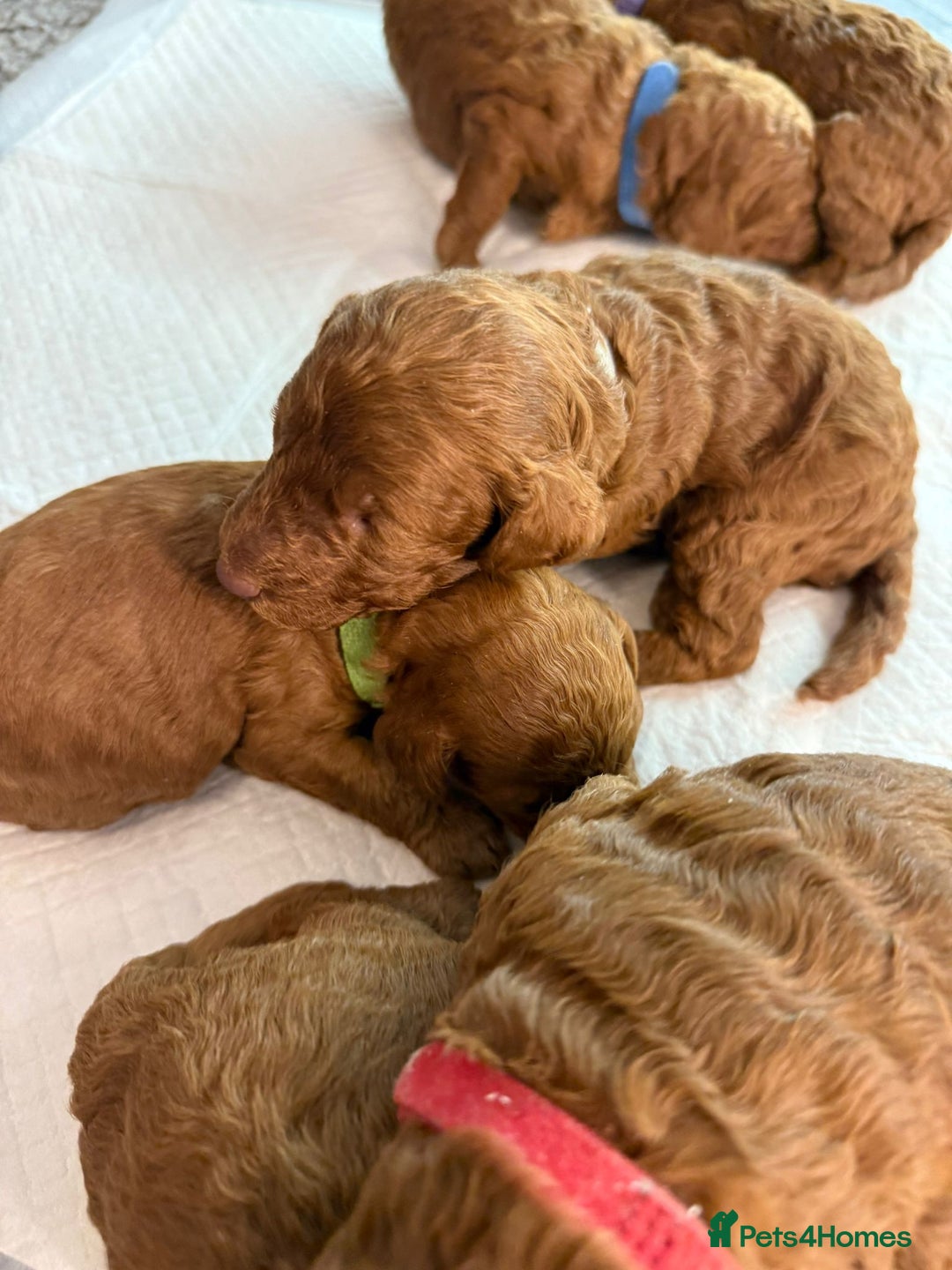 Cavapoo dogs for sale: F1b Cavapoo  - Image 7