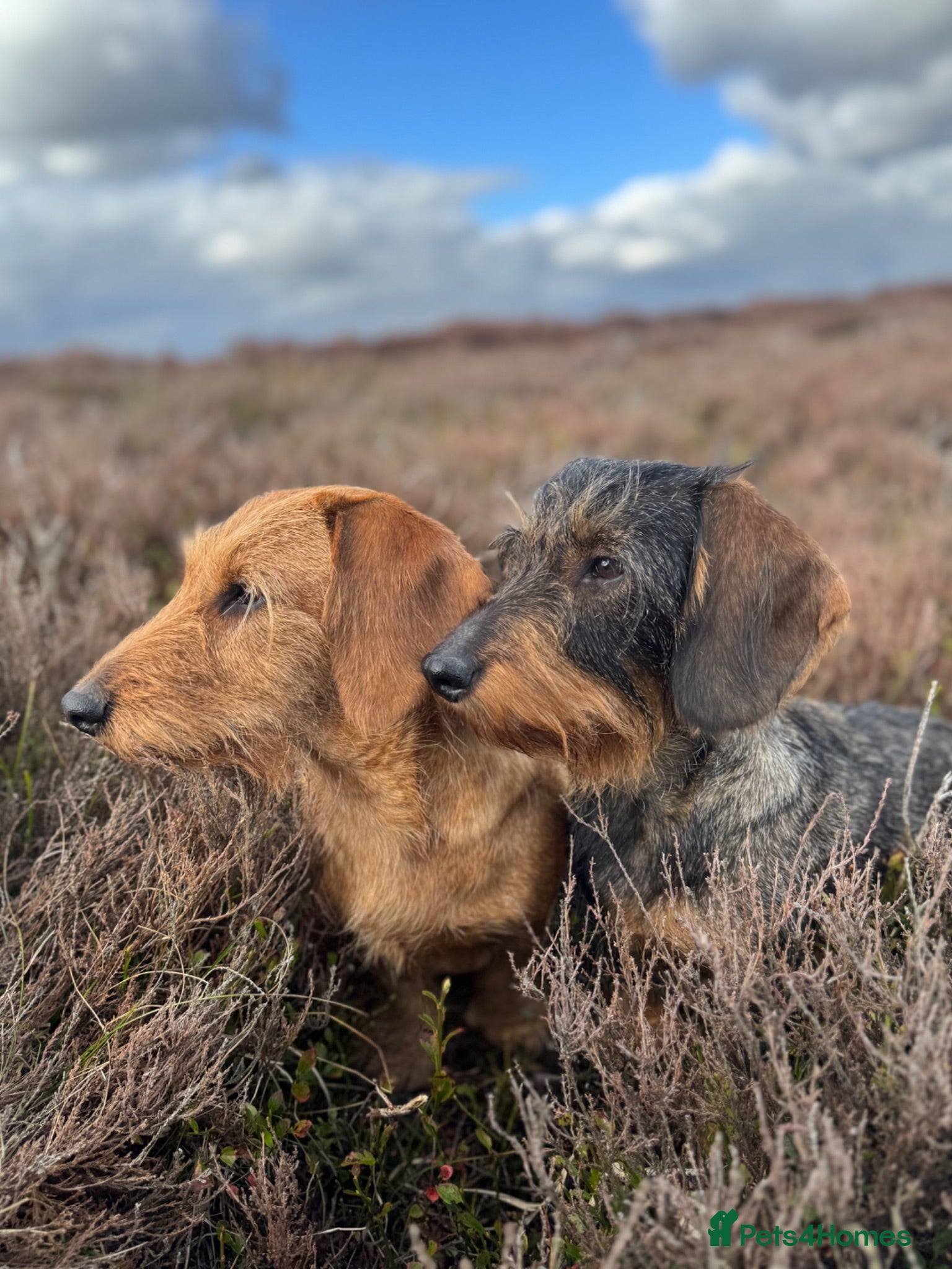 Dachshund dogs KC teckel/wirehaired dachshunds  - Advert 1
