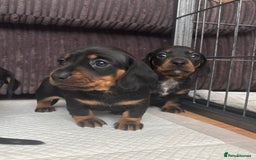 Miniature Dachshund dogs for sale: *REDUCED* 2 stunning female pups left - Image 14