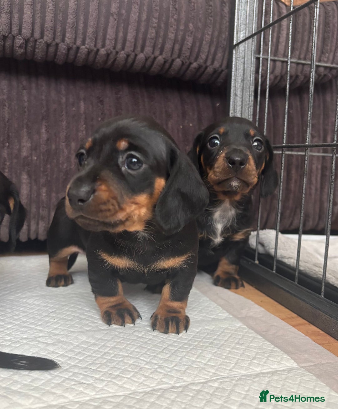 Miniature Dachshund dogs for sale: *REDUCED* 2 stunning female pups left - Image 14