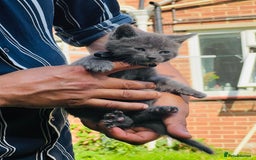 Mixed Breed cats for sale: Four Little Pawsomes Looking for Forever Homes!  - Image 7