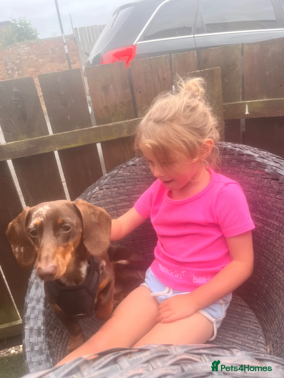 Miniature Dachshund dogs for stud: Chocolate and tan dapple stud  - Advert 2