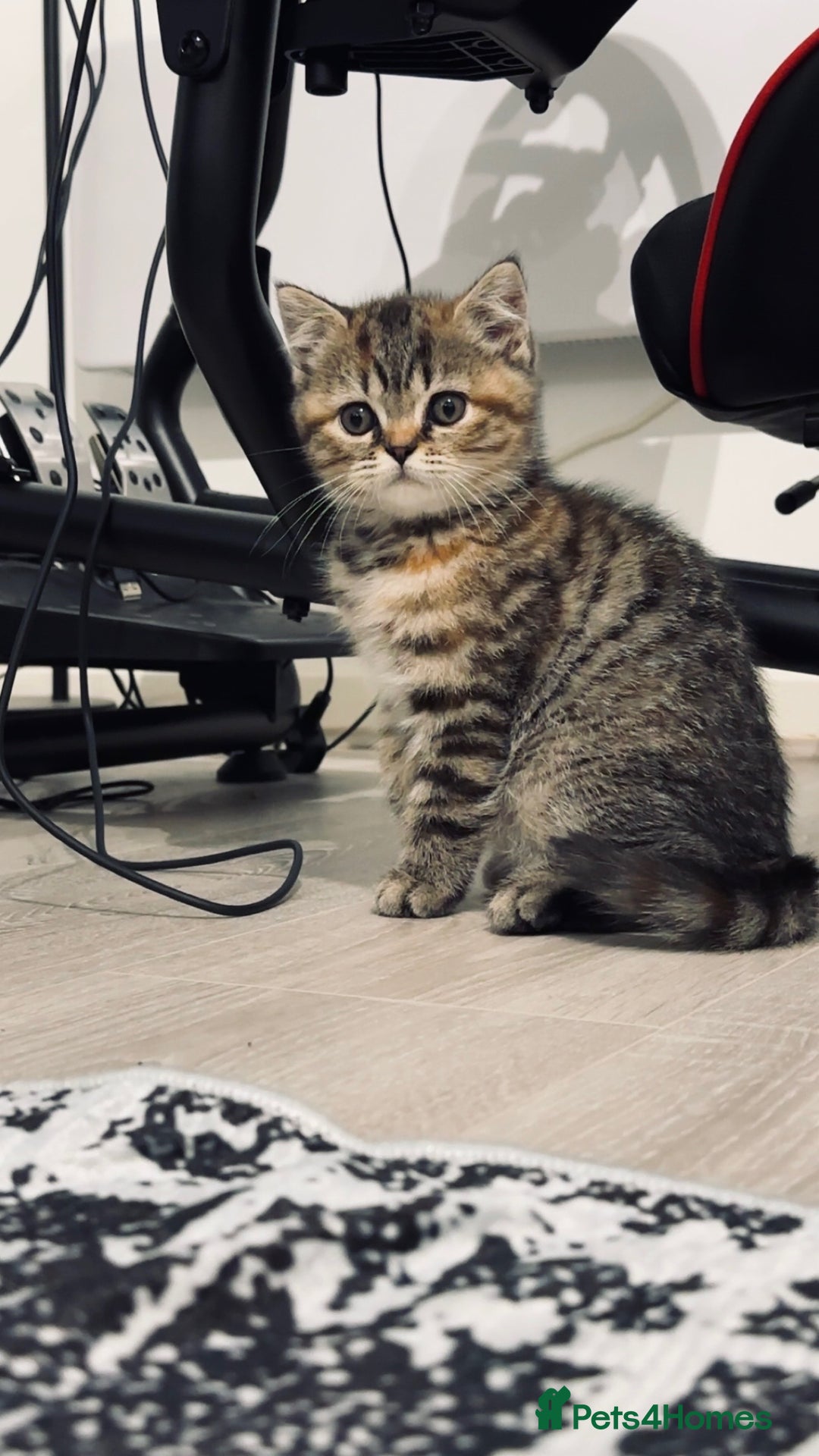 British Shorthair cats for sale: Luna & Leo  - Advert 24