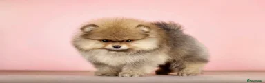 Pomeranian Puppy 1