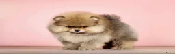 Pomeranian dogs for sale: Gorgeous puppy Pomeranian girl - Advert 8