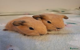 Guinea Pig rodents for sale: Beautiful Baby Guinea Pigs - Image 7