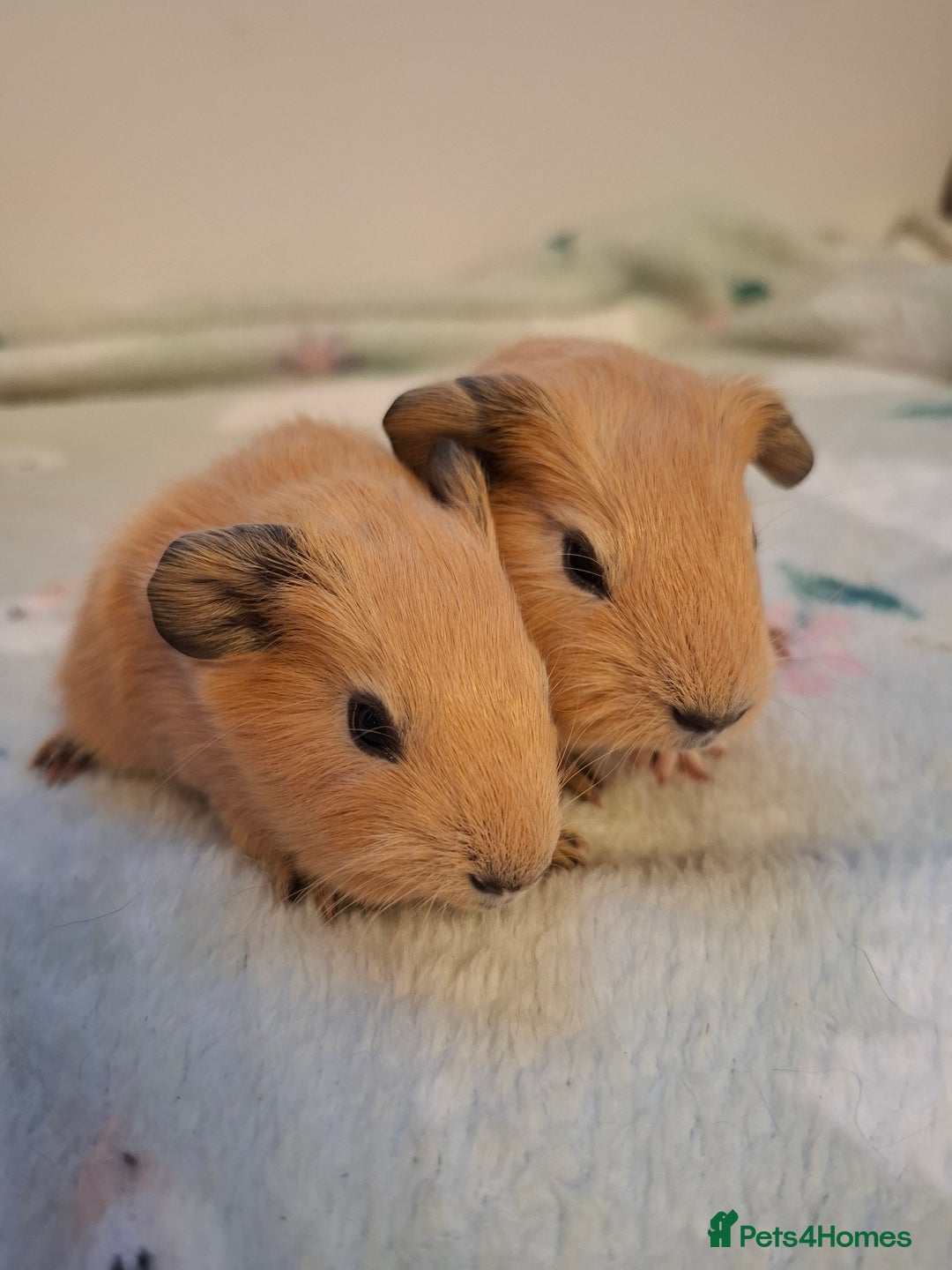 Guinea Pig rodents for sale: Beautiful Baby Guinea Pigs - Image 7