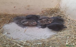 Aegean cats for sale: Agean x Kittens for sale - Image 5