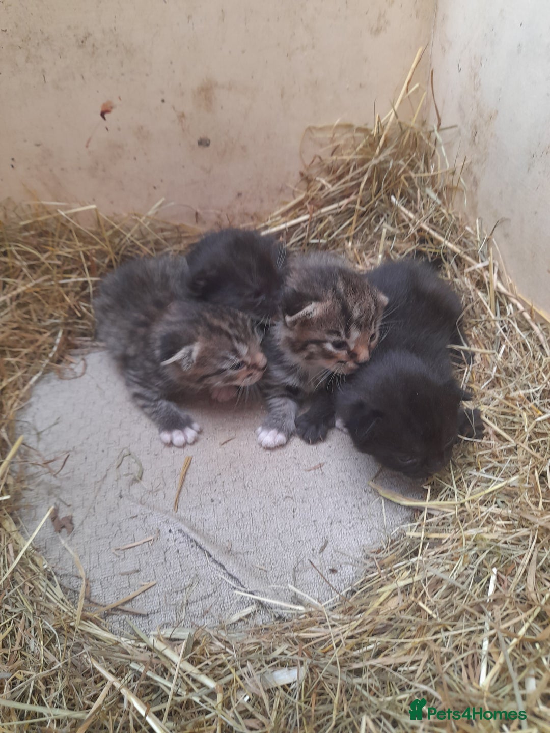 Aegean cats for sale: Agean x Kittens for sale - Image 5
