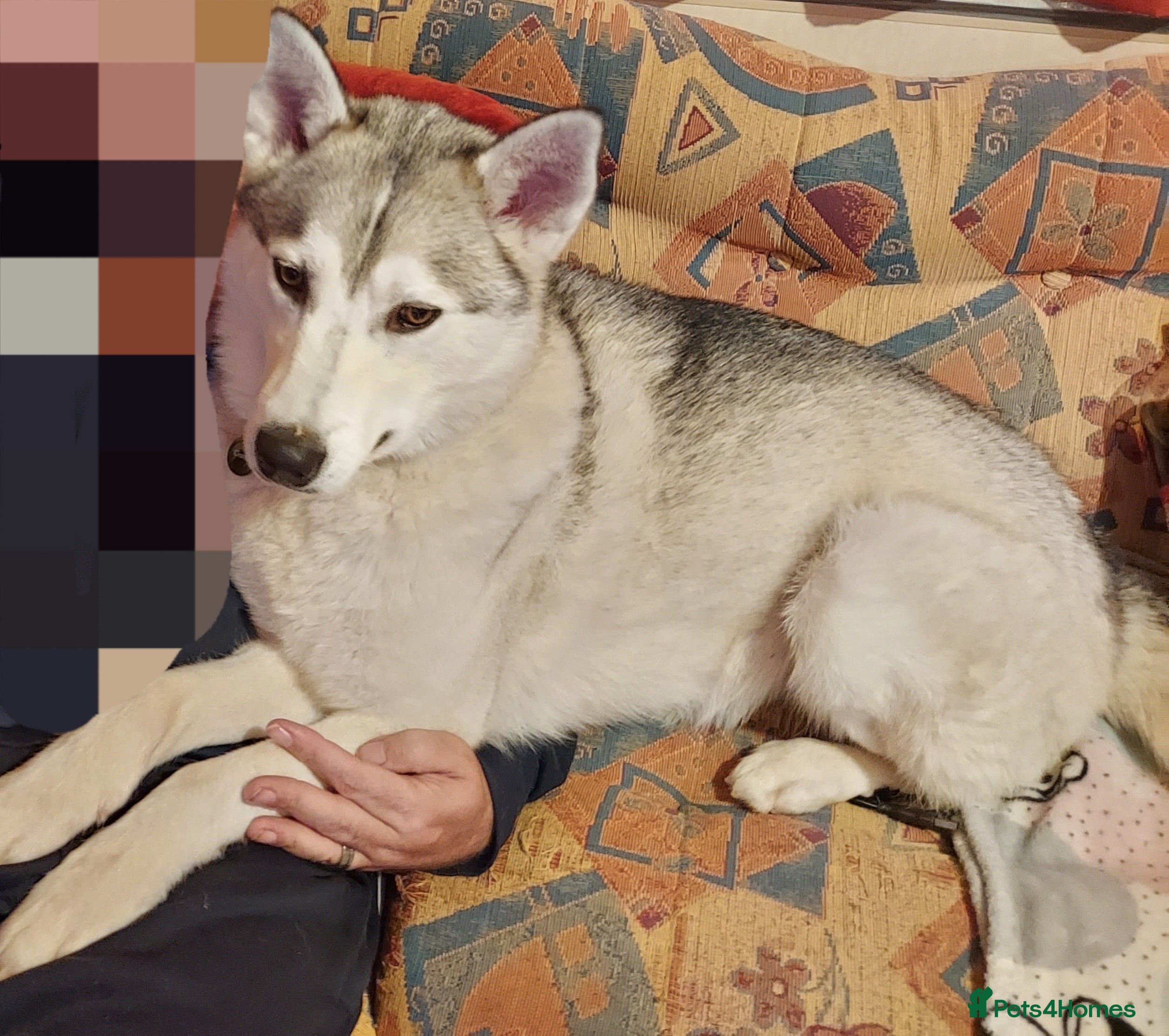 Siberian Husky dogs Male Husky puppy - Advert 16