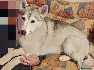 Siberian Husky dogs Male Husky puppy - Advert 1