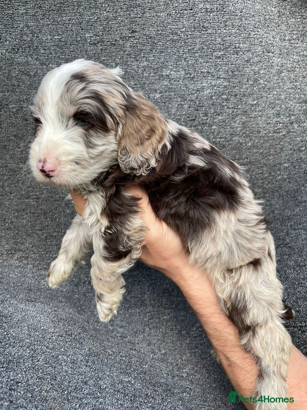 Cockapoo dogs for sale: Adorable Cockerpoo Puppies Ready - Image 5