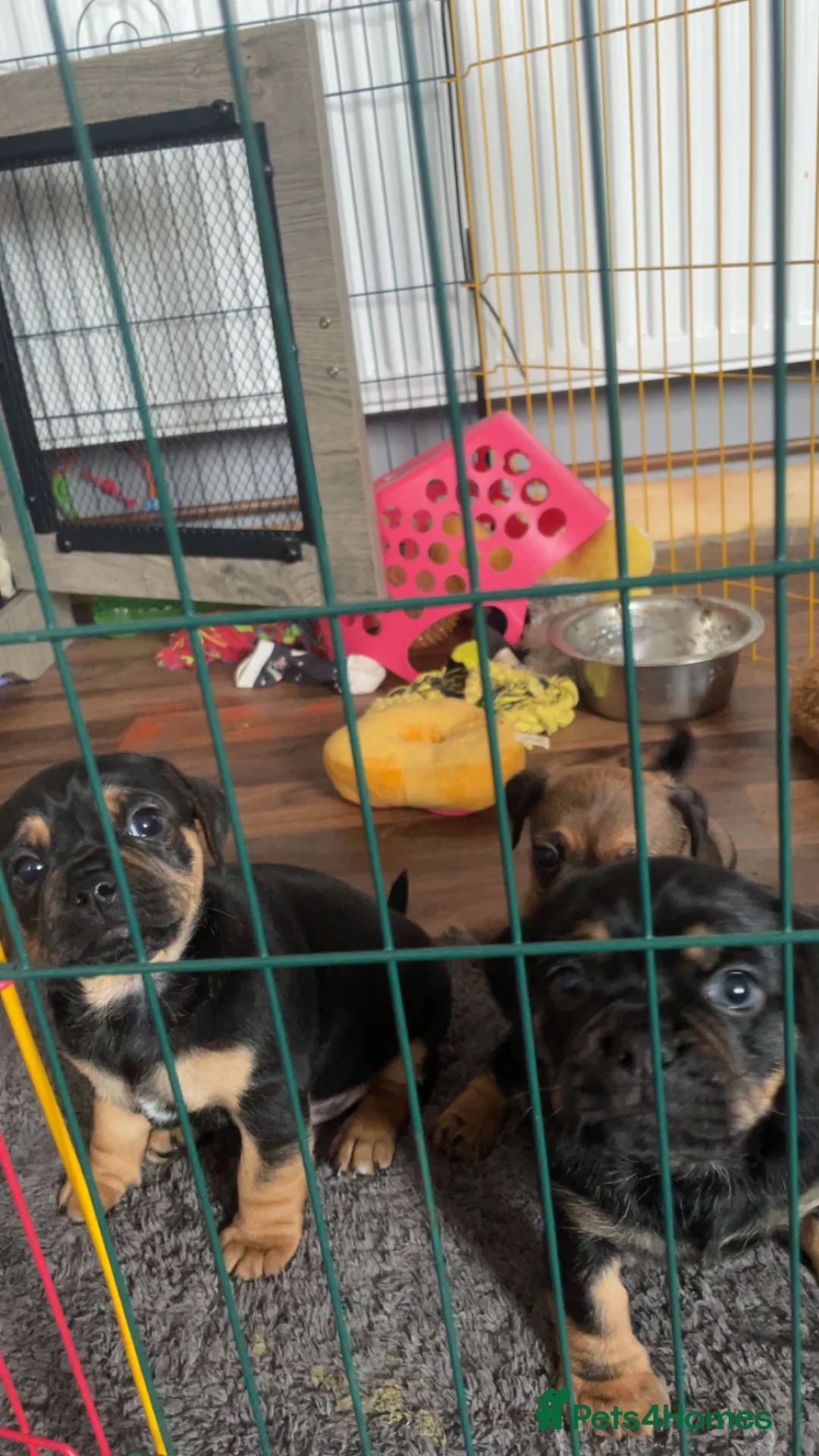 Mixed Breed dogs for sale: Pug x dachshund puppies for sale  - Advert 7