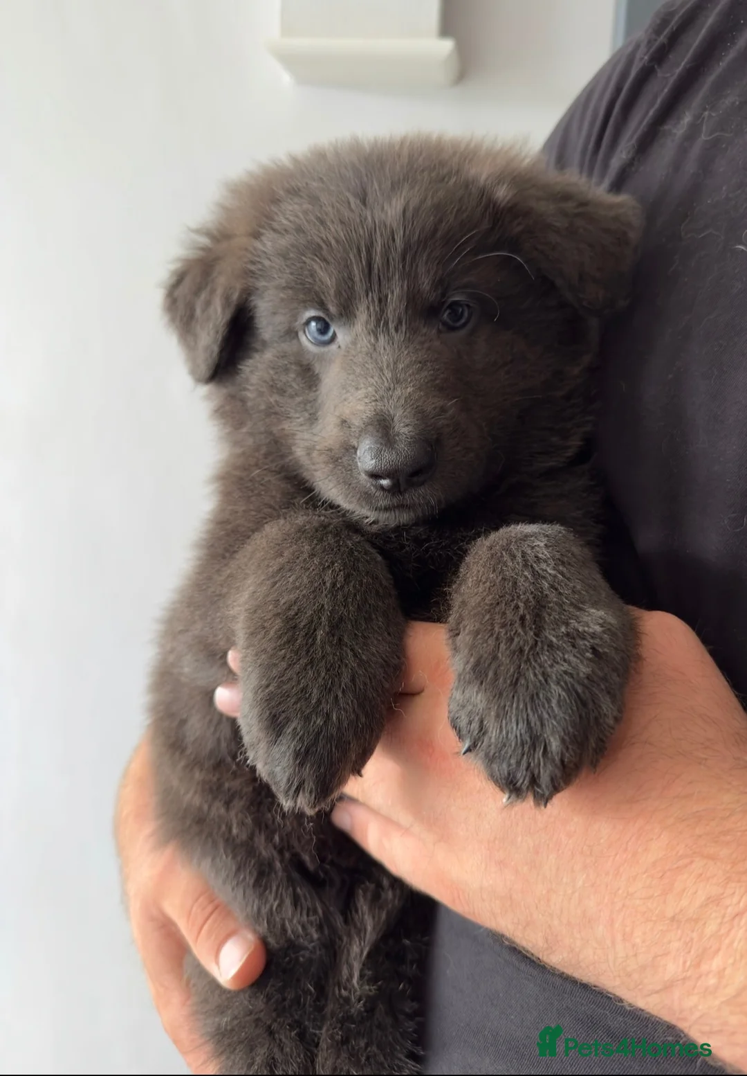 German Shepherd dogs for sale: Stunning pedigree German shepherd puppies  - Advert 1