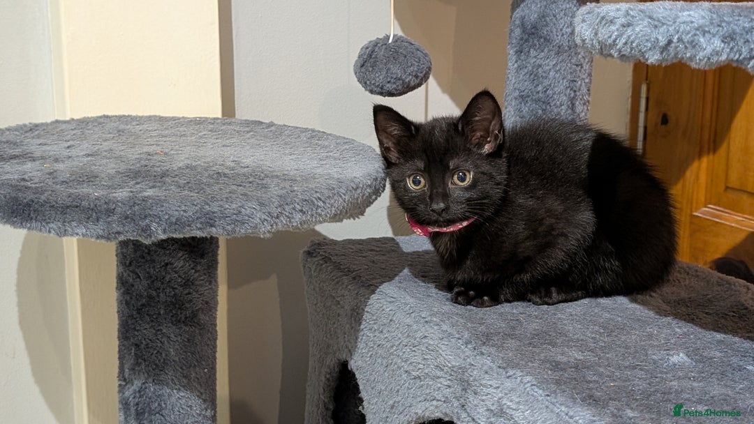 Mixed Breed cats for sale: Beautiful Kittens - Image 5