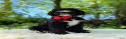Sheepadoodle dogs for sale: F1 Sheepadoodle Puppies | 5* Licensed Breeder - Advert 5