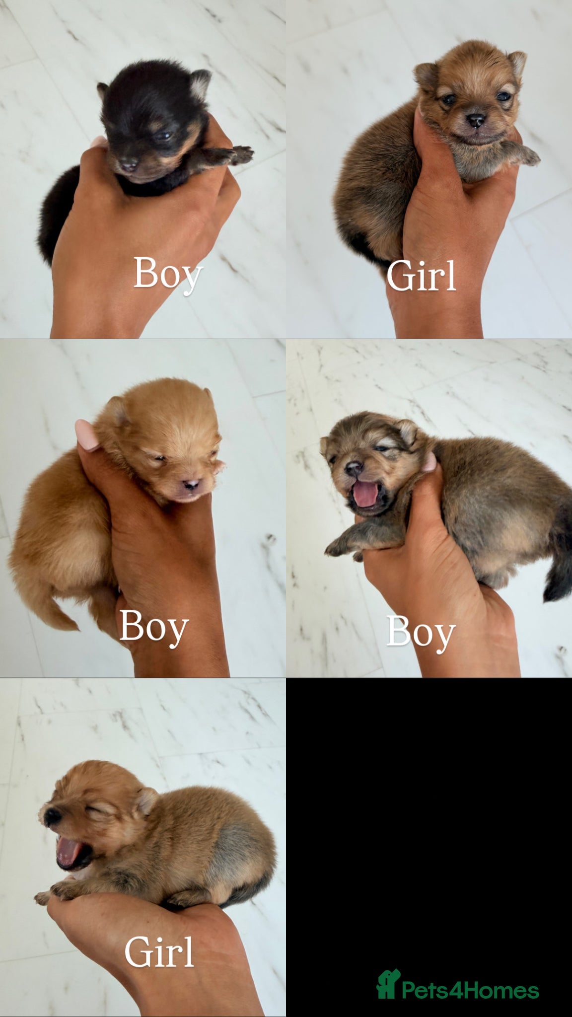Pomeranian dogs 🫶🏽 5 BEAUTIFUL POMERANIAN PUPPIES 🫶🏽   - Advert 1