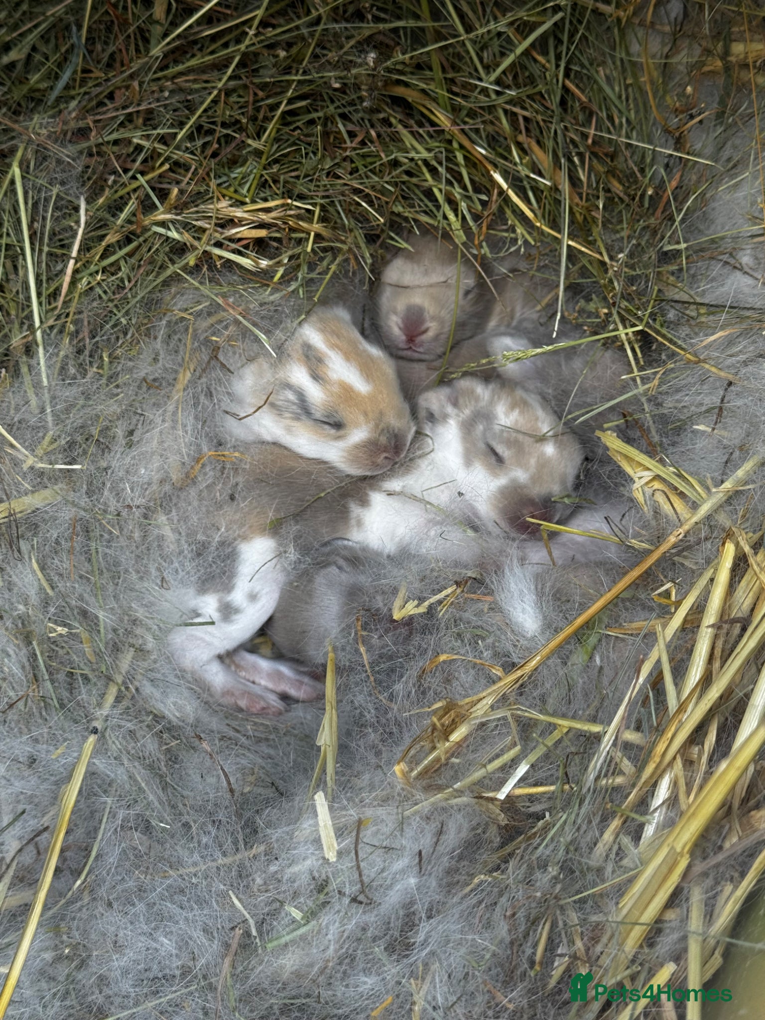 French Lop rabbits 🩵🩷 French lop kits 🩷🩵 - Advert 8