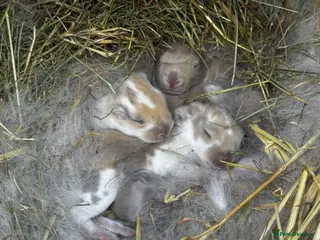 French Lop rabbits 🩵🩷 French lop kits 🩷🩵 - Advert 8