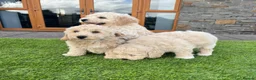 Poochon dogs for sale: Poochon Puppies - Advert 15