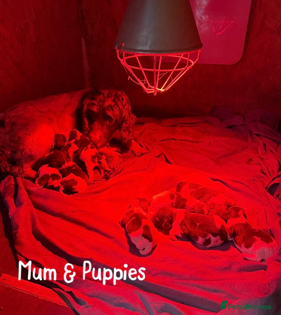 English Springer Spaniel dogs for sale: 🐶KC REG SPRINGER SPANIEL PUPPIES READY 3rd JULY🐶 - Advert 5