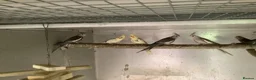 Cockatiels birds for sale: 2026 Young cockatiels  - Advert 29