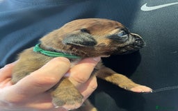 Boxer dogs for sale: 6 Beautiful Boxer Puppies - Image 9